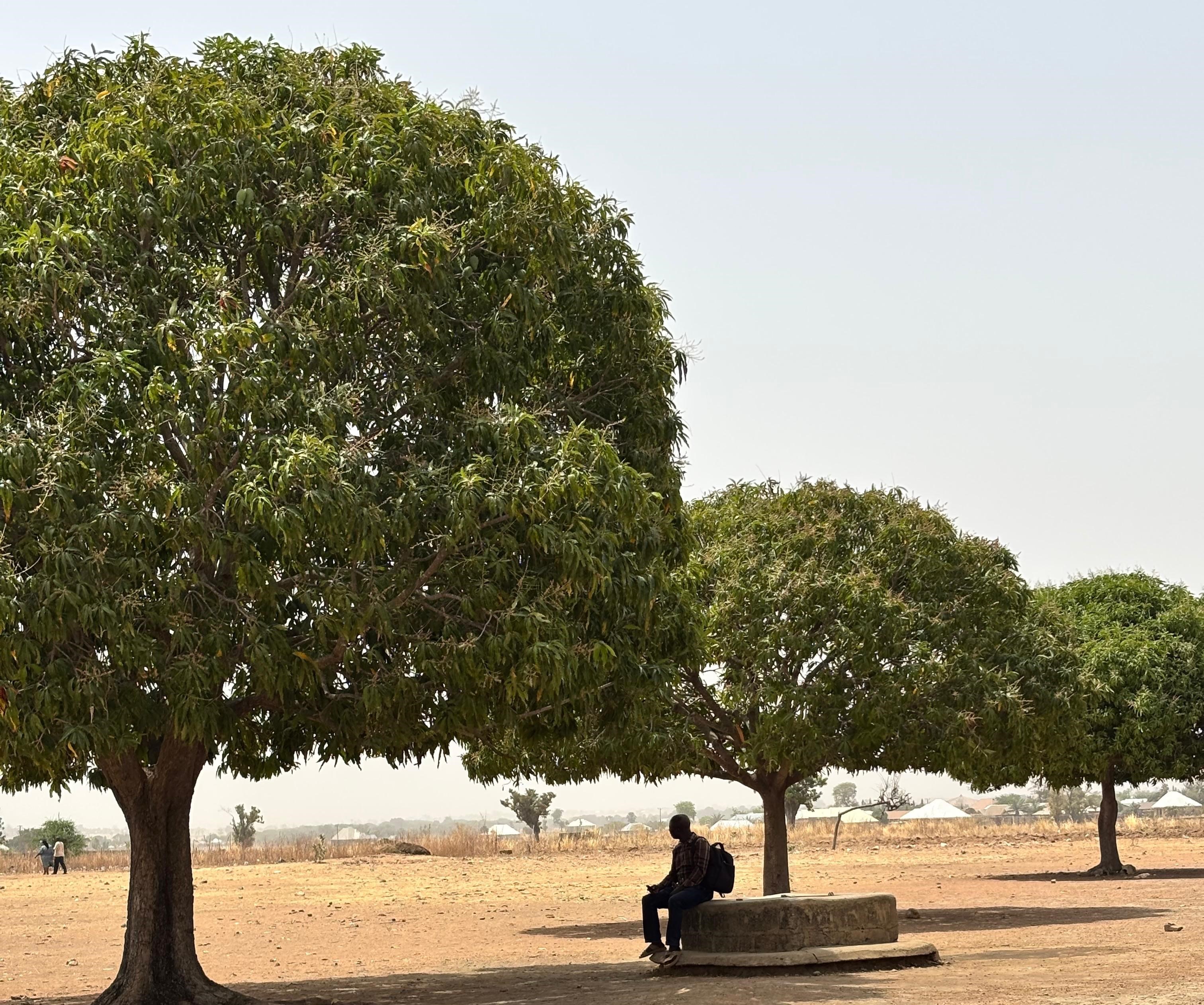 Tree Plantation